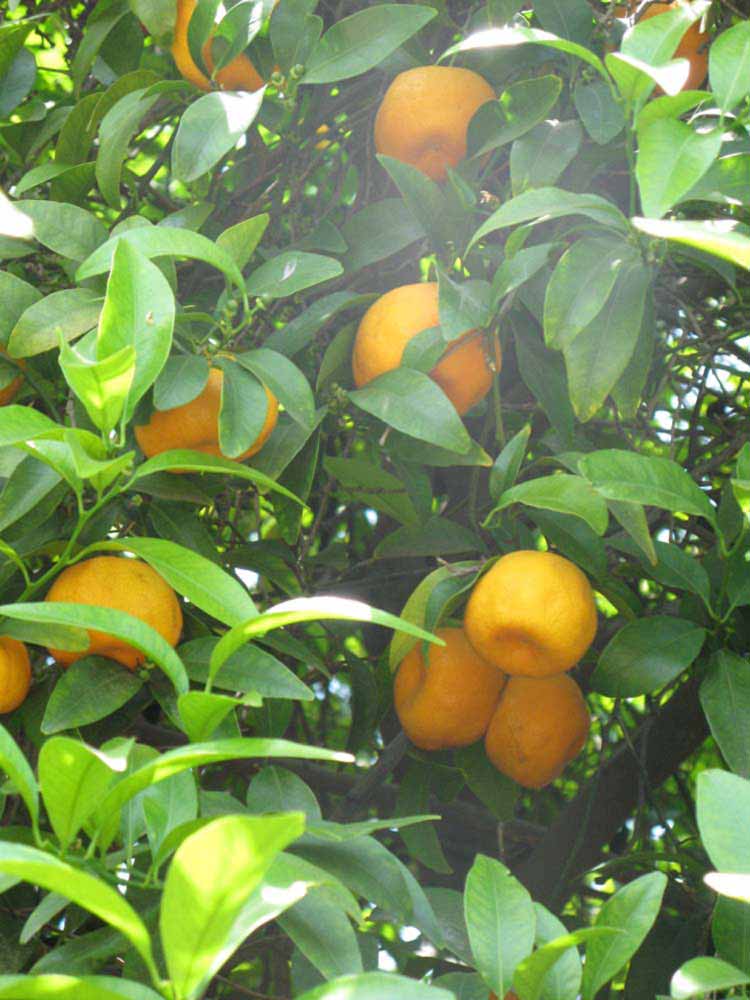            Fruit (Riverside, CA)   